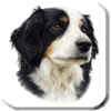 Dog Gallery Link