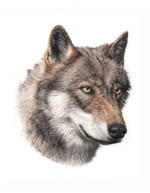 Dakota Thumbnail Image